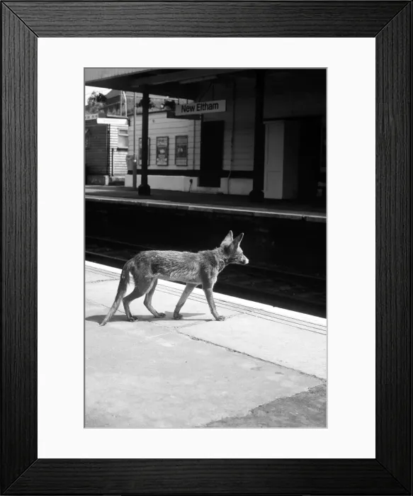 Framed Print : Suburban Fox at the train station Framed Print : Suburban Fox at the train station