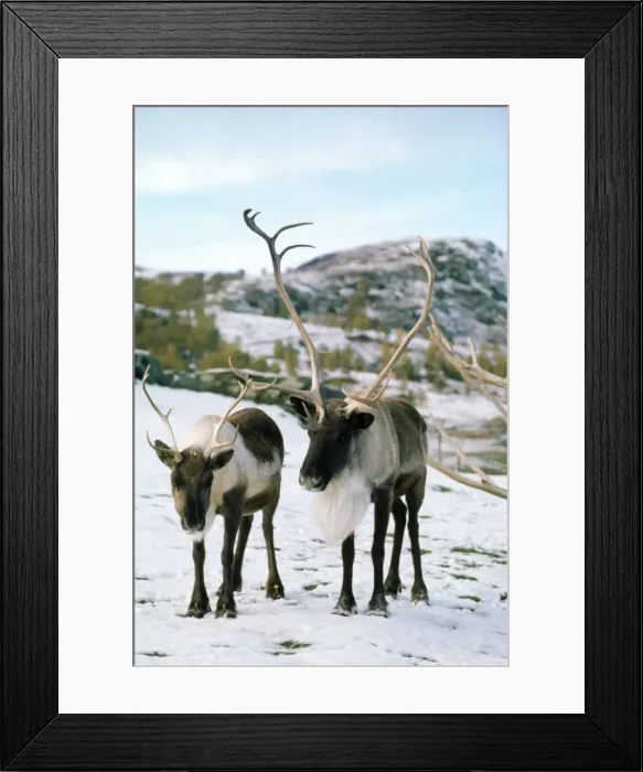 Framed Print : Reindeer. LBO-487. REINDEER. Ian Beames. Please note that prints are for Framed Print : Reindeer. LBO-487. REINDEER. Ian Beames. Please note that prints are for