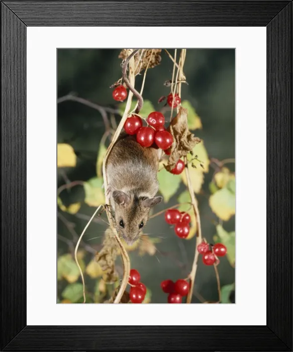 Framed Print : Wood Mouse - climbing for berries Framed Print : Wood Mouse - climbing for berries