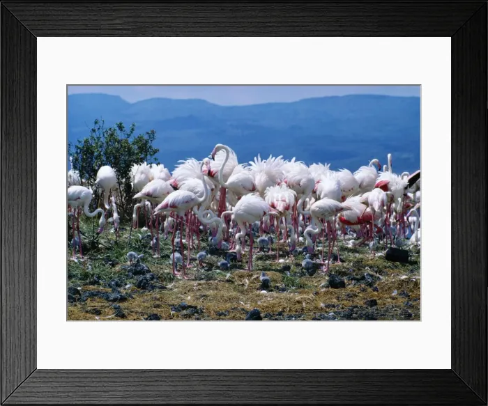 Framed Print : Greater Flamingo Breeding colony, Africa