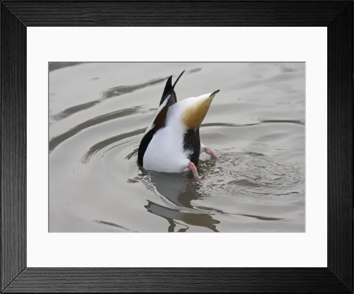 Framed Print : Common shelduck - feeding Wildfowl and Wetland Trust, Slimbridge, UK Framed Print : Common shelduck - feeding Wildfowl and Wetland Trust, Slimbridge, UK
