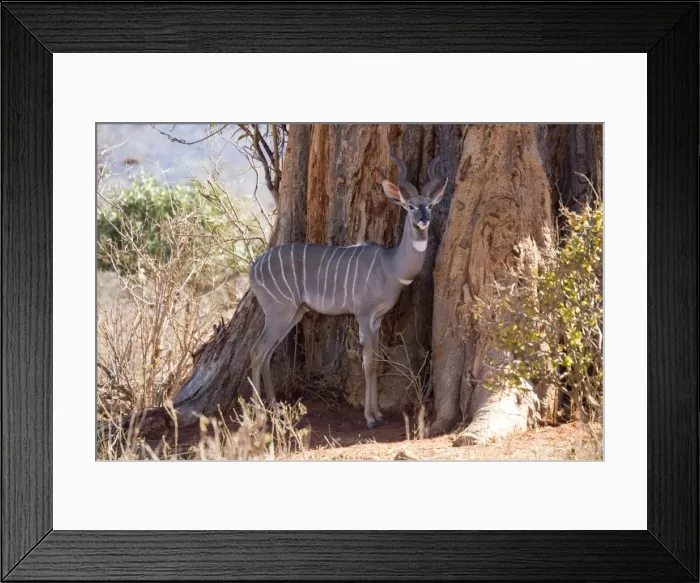 Framed Print : Lesser kudu - in Ngulia Rhino Sanctuary Tsavo West National Park, Kenya, East Africa Framed Print : Lesser kudu - in Ngulia Rhino Sanctuary Tsavo West National Park, Kenya, East Africa