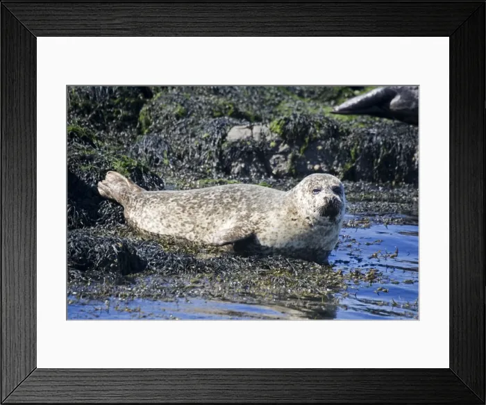 Framed Print : Common / Harbour seal - sunbathing off Isle of Mull, Scotland, UK Framed Print : Common / Harbour seal - sunbathing off Isle of Mull, Scotland, UK