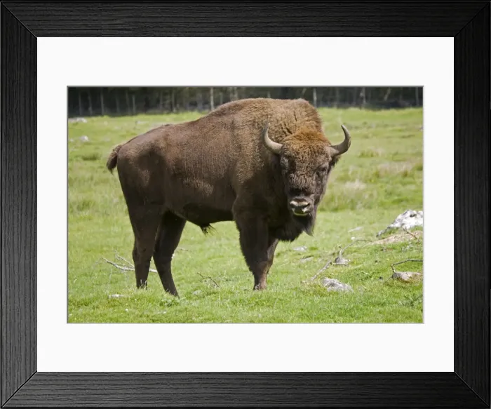 Framed Print : European bison Highland Wildlife Park, Scotland, UK Framed Print : European bison Highland Wildlife Park, Scotland, UK