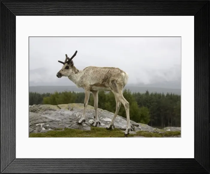 Framed Print : Forest Reindeer Highland Wildlife Park, Scotland Framed Print : Forest Reindeer Highland Wildlife Park, Scotland