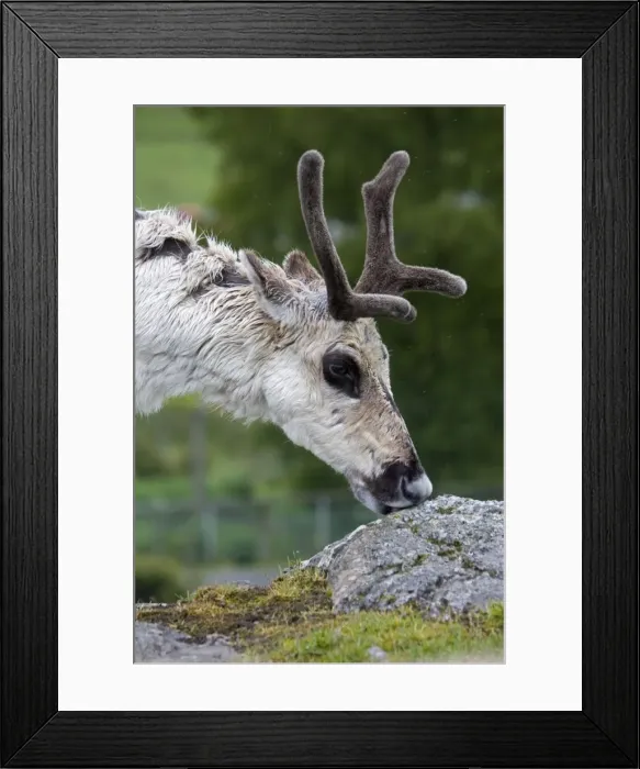 Framed Print : Forest reindeer - grazing on lichens Highland Wildlife Park, Scotland, UK Framed Print : Forest reindeer - grazing on lichens Highland Wildlife Park, Scotland, UK