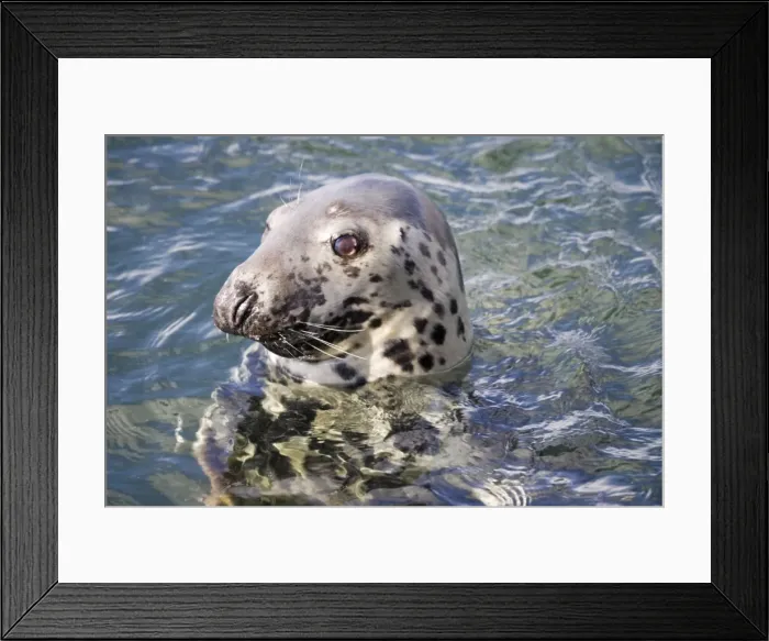 Framed Print : Head of Atlantic Grey seal - off Isle of Mull Scotland UK Framed Print : Head of Atlantic Grey seal - off Isle of Mull Scotland UK
