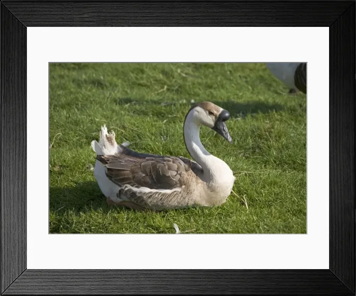 Framed Print : Chinese goose Cotswold Farm Park, Temple Guiting, Gloucestershire, UK Framed Print : Chinese goose Cotswold Farm Park, Temple Guiting, Gloucestershire, UK