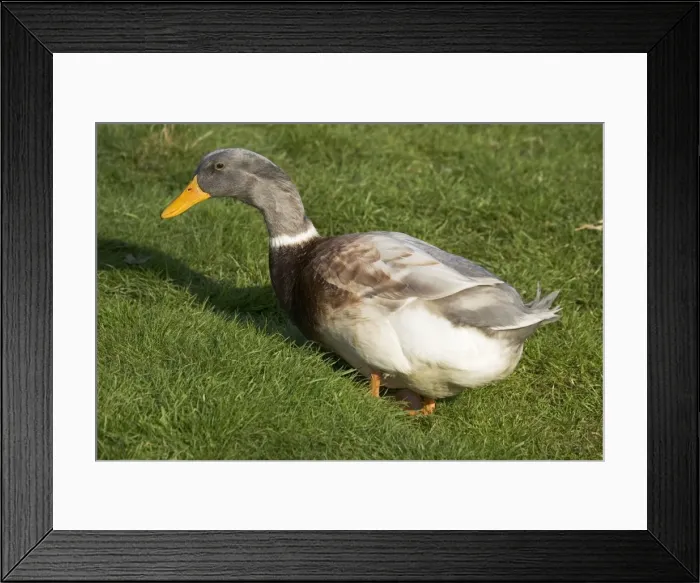 Framed Print : Buff Orpington ducks Cotswold Farm Park, Temple Guiting, Gloucestershire, UK