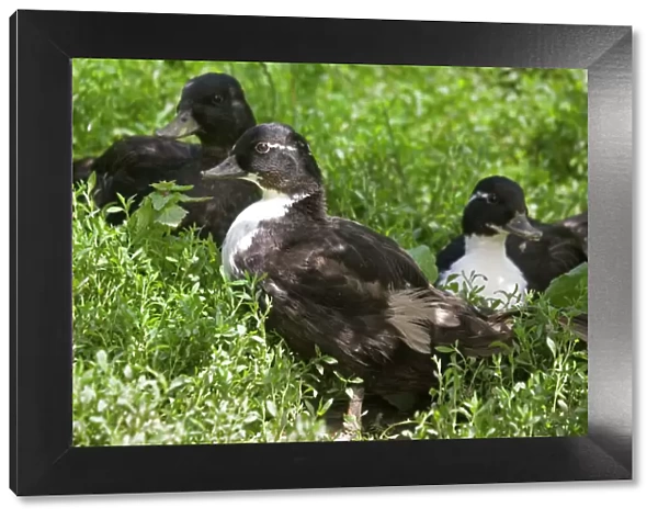 Black and white call ducks Woolstone Gloucestershire UK