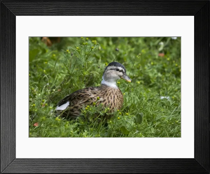 Framed Print : Pied call duck - female - part of a collection of specialised ducks and poultry at Fownhope near Ross UK Call ducks were originally used as decoys for people shooting wild ducks Framed Print : Pied call duck - female - part of a collection of specialised ducks and poultry at Fownhope near Ross UK Call ducks were originally used as decoys for people shooting wild ducks