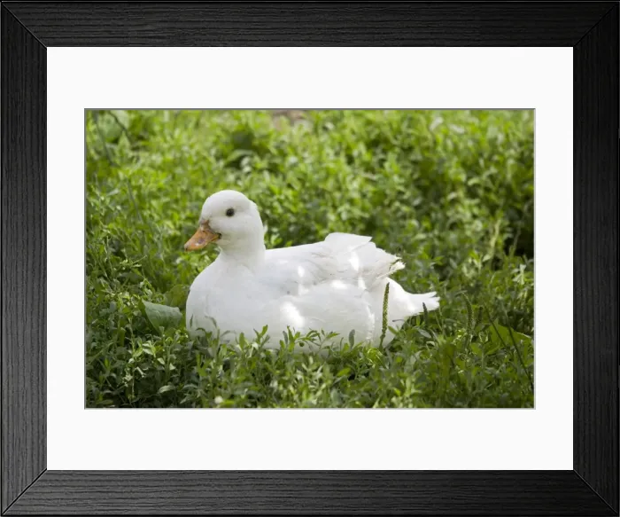 Framed Print : Pekin duck Woolstone UK Framed Print : Pekin duck Woolstone UK