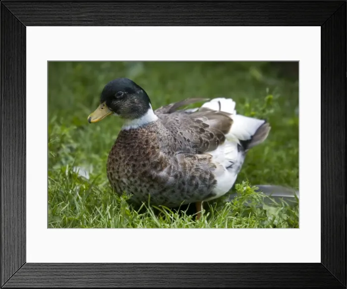 Framed Print : Yellow-bellied call Duck - part of a collection of specialised ducks and poultry at Fownhope near Ross UK Framed Print : Yellow-bellied call Duck - part of a collection of specialised ducks and poultry at Fownhope near Ross UK