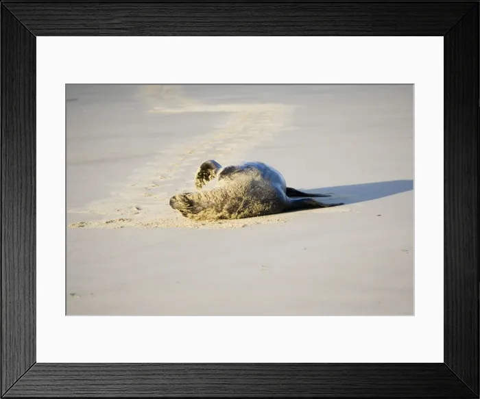 Framed Print : Hooker's sealion - on beach. Serat Bay Catlins - South Island - New Zealand. This is one of the rarest and most endangered species of sealions which were hunted for oil and hide until hunting was banned in 1893 Framed Print : Hooker's sealion - on beach. Serat Bay Catlins - South Island - New Zealand. This is one of the rarest and most endangered species of sealions which were hunted for oil and hide until hunting was banned in 1893