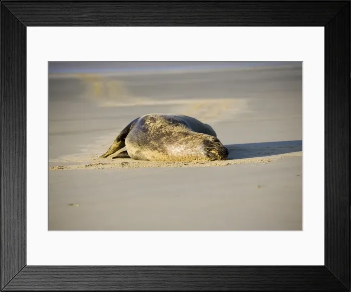 Framed Print : Hooker's sealion - on beach. Serat Bay Catlins - South Island - New Zealand. This is one of the rarest and most endangered species of sealions which were hunted for oil and hide until hunting was banned in 1893 Framed Print : Hooker's sealion - on beach. Serat Bay Catlins - South Island - New Zealand. This is one of the rarest and most endangered species of sealions which were hunted for oil and hide until hunting was banned in 1893