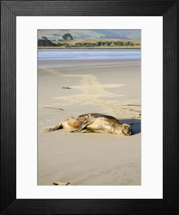 Framed Print : Hooker's sealion - on beach. Serat Bay Catlins - South Island - New Zealand. This is one of the rarest and most endangered species of sealions which were hunted for oil and hide until hunting was banned in 1893 Framed Print : Hooker's sealion - on beach. Serat Bay Catlins - South Island - New Zealand. This is one of the rarest and most endangered species of sealions which were hunted for oil and hide until hunting was banned in 1893