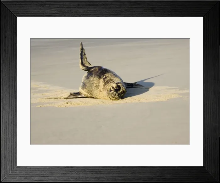 Framed Print : Hooker's sealion - on beach. Serat Bay Catlins - South Island - New Zealand. This is one of the rarest and most endangered species of sealions which were hunted for oil and hide until hunting was banned in 1893 Framed Print : Hooker's sealion - on beach. Serat Bay Catlins - South Island - New Zealand. This is one of the rarest and most endangered species of sealions which were hunted for oil and hide until hunting was banned in 1893