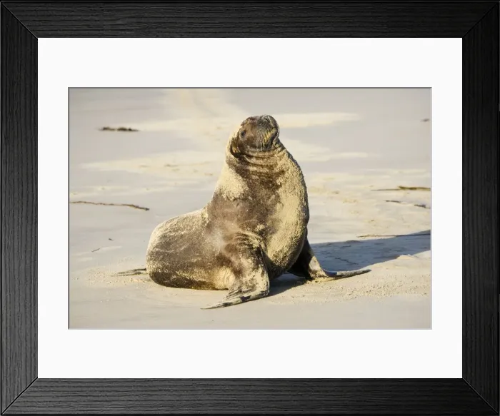 Framed Print : Hooker's sealion - on beach. Serat Bay Catlins - South Island - New Zealand. This is one of the rarest and most endangered species of sealions which were hunted for oil and hide until hunting was banned in 1893 Framed Print : Hooker's sealion - on beach. Serat Bay Catlins - South Island - New Zealand. This is one of the rarest and most endangered species of sealions which were hunted for oil and hide until hunting was banned in 1893