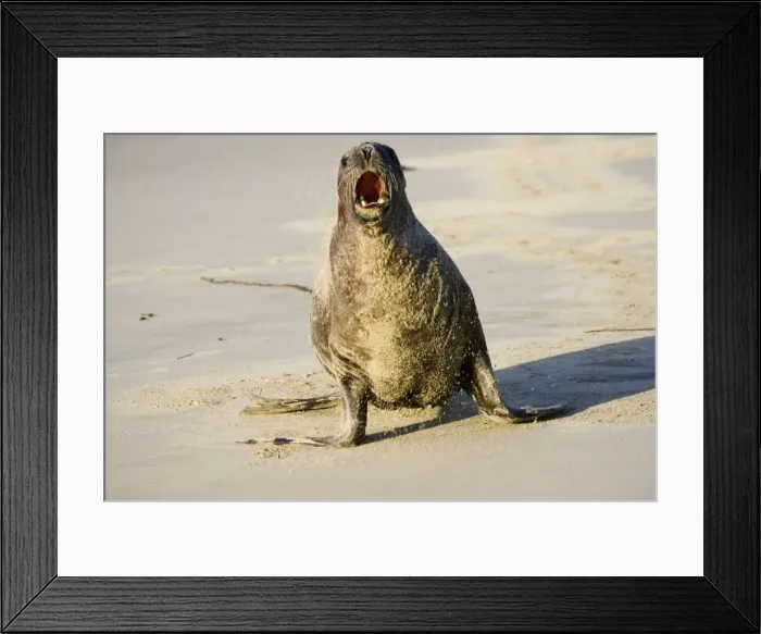 Framed Print : Hooker's sealion - on beach guarding territory. Serat Bay Catlins - South Island - New Zealand. This is one of the rarest and most endangered species of sealions which were hunted for oil and hide until hunting was banned in 1893 Framed Print : Hooker's sealion - on beach guarding territory. Serat Bay Catlins - South Island - New Zealand. This is one of the rarest and most endangered species of sealions which were hunted for oil and hide until hunting was banned in 1893