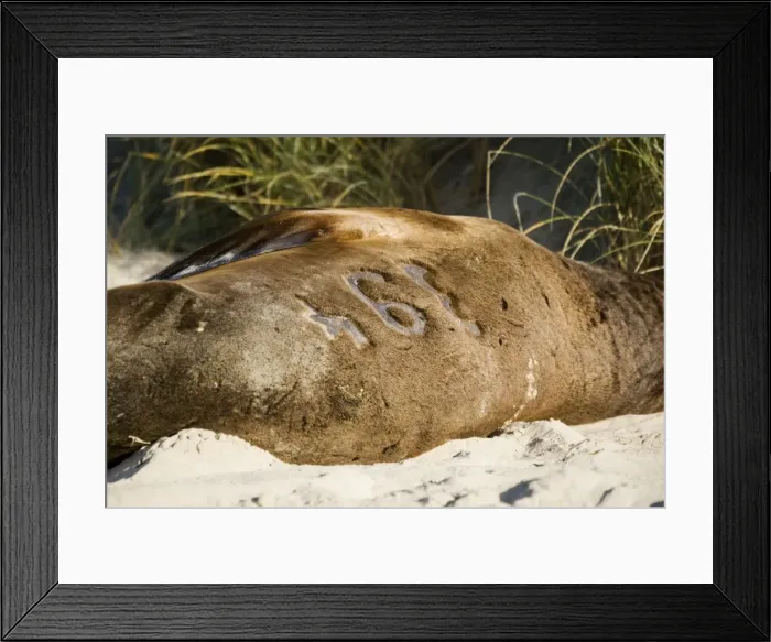 Framed Print : Hooker's sealion - showing identification number maked in fur. Serat Bay Catlins - South Island - New Zealand. This is one of the rarest and most endangered species of sealions which were hunted for oil and hide until hunting was banned in 1893 Framed Print : Hooker's sealion - showing identification number maked in fur. Serat Bay Catlins - South Island - New Zealand. This is one of the rarest and most endangered species of sealions which were hunted for oil and hide until hunting was banned in 1893