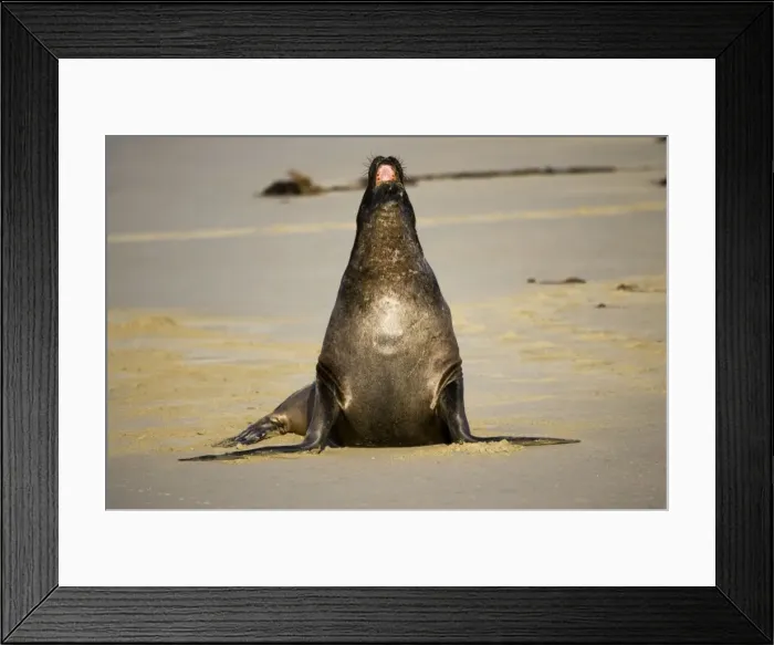 Framed Print : Hooker's sealion - on beach. Serat Bay Catlins - South Island - New Zealand. This is one of the rarest and most endangered species of sealions which were hunted for oil and hide until hunting was banned in 1893 Framed Print : Hooker's sealion - on beach. Serat Bay Catlins - South Island - New Zealand. This is one of the rarest and most endangered species of sealions which were hunted for oil and hide until hunting was banned in 1893