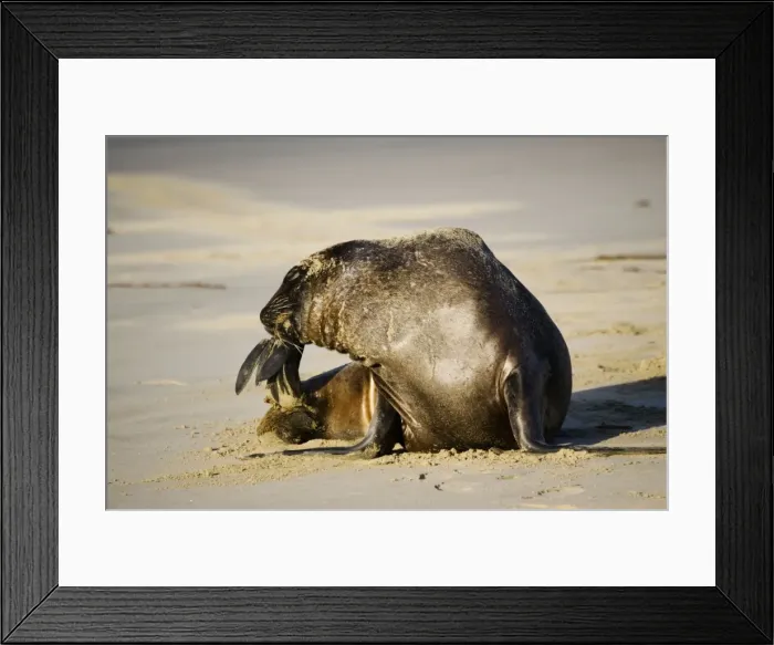 Framed Print : Hooker's sealion - on beach. Serat Bay Catlins - South Island - New Zealand. This is one of the rarest and most endangered species of sealions which were hunted for oil and hide until hunting was banned in 1893 Framed Print : Hooker's sealion - on beach. Serat Bay Catlins - South Island - New Zealand. This is one of the rarest and most endangered species of sealions which were hunted for oil and hide until hunting was banned in 1893