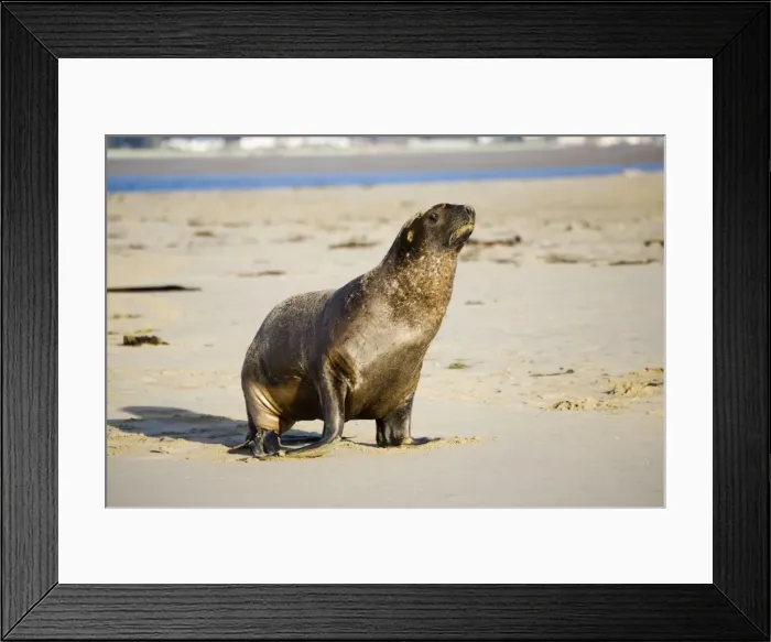 Framed Print : Hooker's sealion - on beach. Serat Bay Catlins - South Island - New Zealand. This is one of the rarest and most endangered species of sealions which were hunted for oil and hide until hunting was banned in 1893 Framed Print : Hooker's sealion - on beach. Serat Bay Catlins - South Island - New Zealand. This is one of the rarest and most endangered species of sealions which were hunted for oil and hide until hunting was banned in 1893