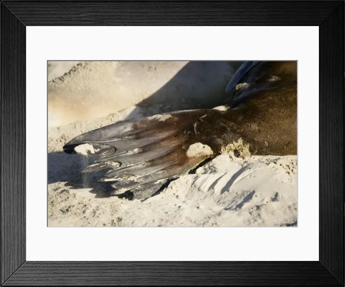 Framed Print : Hooker's sealion - tail flipper. Serat Bay Catlins - South Island - New Zealand. This is one of the rarest and most endangered species of sealions which were hunted for oil and hide until hunting was banned in 1893 Framed Print : Hooker's sealion - tail flipper. Serat Bay Catlins - South Island - New Zealand. This is one of the rarest and most endangered species of sealions which were hunted for oil and hide until hunting was banned in 1893