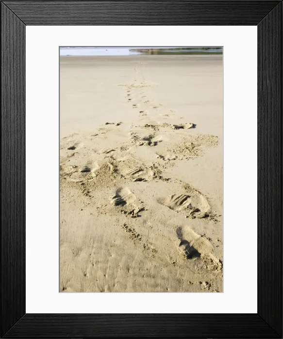 Framed Print : Hooker's sealion - tracks on beach. Serat Bay Catlins - South Island - New Zealand. This is one of the rarest and most endangered species of sealions which were hunted for oil and hide until hunting was banned in 1893 Framed Print : Hooker's sealion - tracks on beach. Serat Bay Catlins - South Island - New Zealand. This is one of the rarest and most endangered species of sealions which were hunted for oil and hide until hunting was banned in 1893