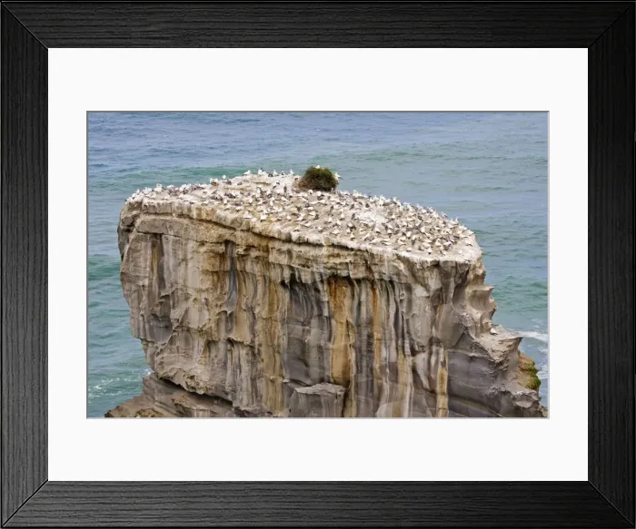 Framed Print : Gannets - nesting at Muriwai gannet colony off west coast near Auckland. North Island - New Zealand. Established around 1900 the gannets replace an earlier nesting site for white terms Framed Print : Gannets - nesting at Muriwai gannet colony off west coast near Auckland. North Island - New Zealand. Established around 1900 the gannets replace an earlier nesting site for white terms