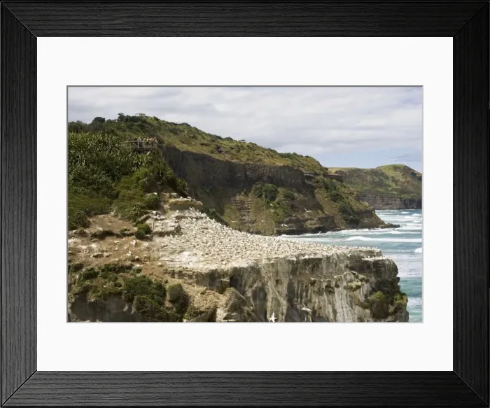 Framed Print : Gannets - visitors on viewing platform watching nesting gannets at Muriwai gannet colony on mainland off west coast near Auckland. North Island - New Zealand. Established around 1900 the gannets replace an earlier nesting site for white terms Framed Print : Gannets - visitors on viewing platform watching nesting gannets at Muriwai gannet colony on mainland off west coast near Auckland. North Island - New Zealand. Established around 1900 the gannets replace an earlier nesting site for white terms