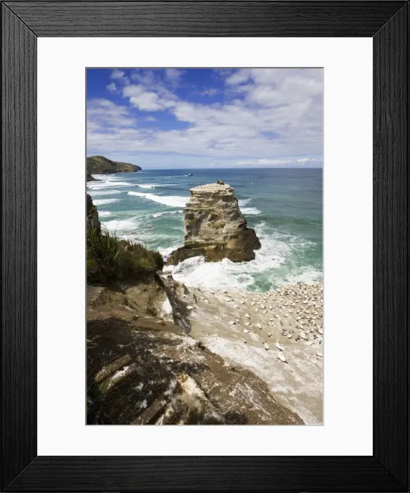 Framed Print : Gannets - nesting rock at Muriwai gannet colony off west coast near Auckland. North Island - New Zealand. Established around 1900 the gannets replace an earlier nesting site for white terms Framed Print : Gannets - nesting rock at Muriwai gannet colony off west coast near Auckland. North Island - New Zealand. Established around 1900 the gannets replace an earlier nesting site for white terms
