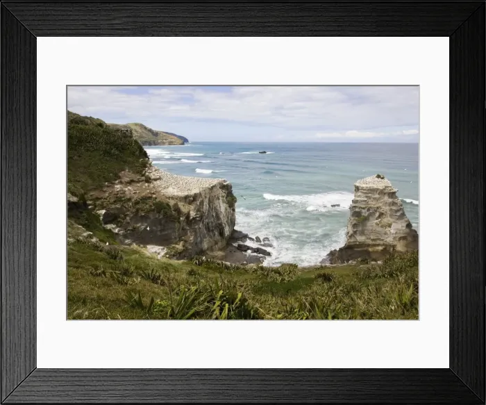 Framed Print : Gannets - nesting gannets at Muriwai gannet colony off west coast near Auckland North Island New Zealand. Established around 1900 the gannets replace an earlier nesting site for white terms