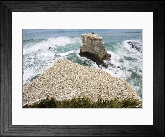 Framed Print : Gannets - nesting gannets at Muriwai gannet colony off west coast near Auckland North Island New Zealand. Established around 1900 the gannets replace an earlier nesting site for white terms Framed Print : Gannets - nesting gannets at Muriwai gannet colony off west coast near Auckland North Island New Zealand. Established around 1900 the gannets replace an earlier nesting site for white terms