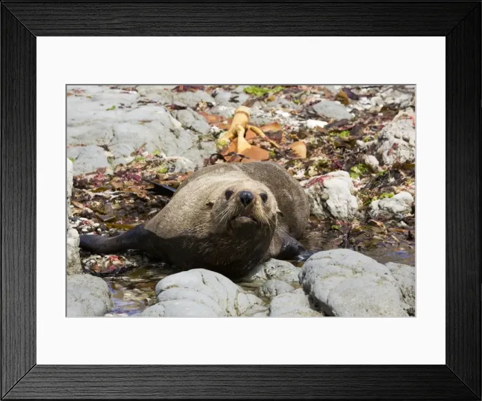 Framed Print : Southern Fur Seal / New Zealand Fur Seal / Kokono - resting on rocks at low tide. South Island - New Zealand Framed Print : Southern Fur Seal / New Zealand Fur Seal / Kokono - resting on rocks at low tide. South Island - New Zealand