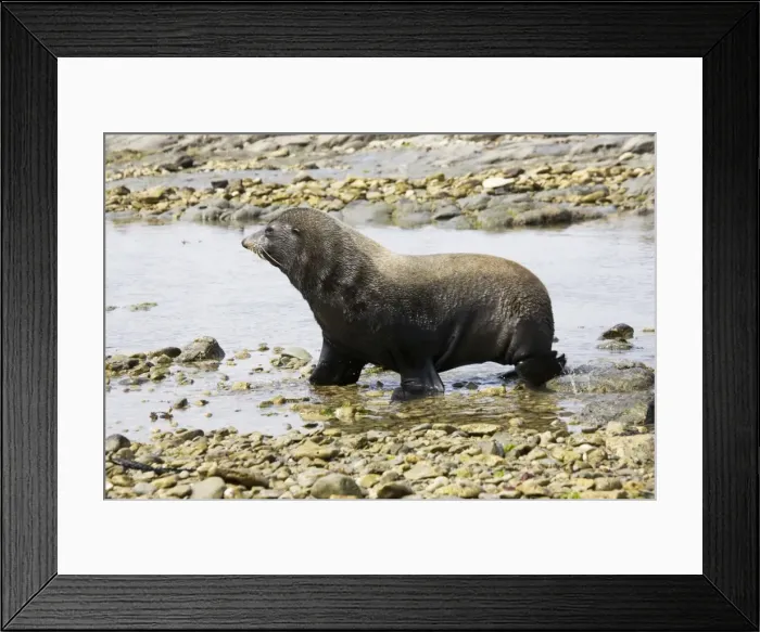 Framed Print : Southern Fur Seal / Kokono - walking through rock pool at low tide South Island New Zealand Framed Print : Southern Fur Seal / Kokono - walking through rock pool at low tide South Island New Zealand
