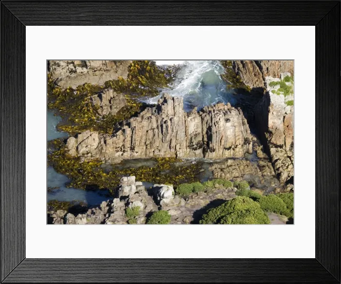 Framed Print : New Zealand - Fur seals on rocks at Nugget Point the Catlins South Island Framed Print : New Zealand - Fur seals on rocks at Nugget Point the Catlins South Island