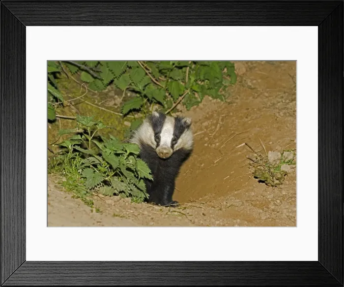 Framed Print : European badger - emerging from sett. Cotswolds UK Framed Print : European badger - emerging from sett. Cotswolds UK