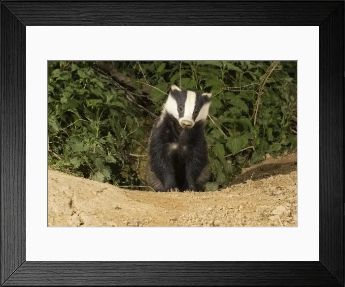 Framed Print : European badger - emerging from sett. Cotswolds UK Framed Print : European badger - emerging from sett. Cotswolds UK