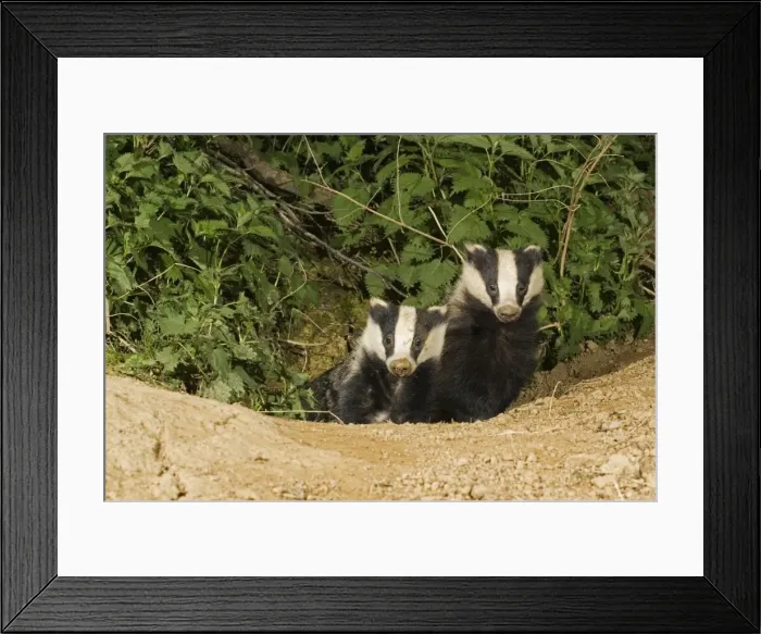 Framed Print : European badgers - two emerging from sett. Cotswolds UK Framed Print : European badgers - two emerging from sett. Cotswolds UK