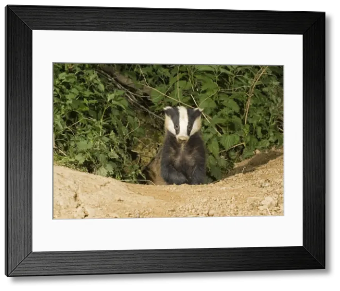 Framed Print : Young European badger - emerging from sett Cotswolds UK Framed Print : Young European badger - emerging from sett Cotswolds UK