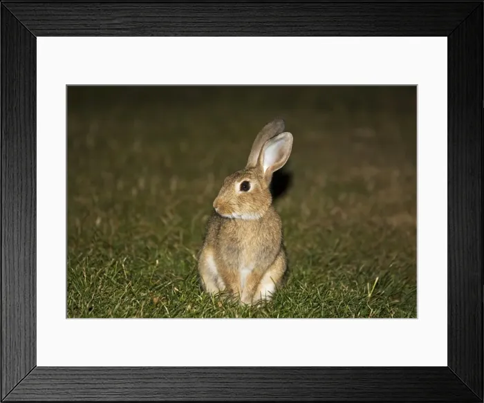 Framed Print : European rabbit. Akaroa Banks Peninsula - New Zealand. Rabbits were brought into New Zealand probably from Australia in the 1830s to provide game for hunting, food and to remind British settlers of home Framed Print : European rabbit. Akaroa Banks Peninsula - New Zealand. Rabbits were brought into New Zealand probably from Australia in the 1830s to provide game for hunting, food and to remind British settlers of home