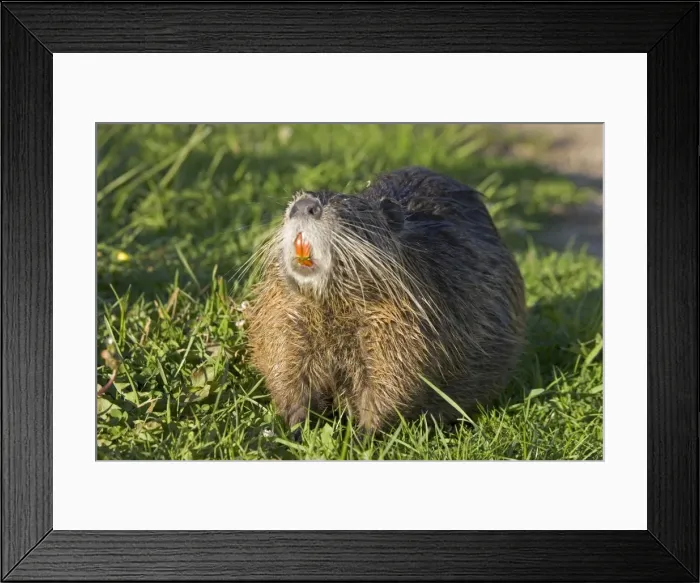 Framed Print : Coypu showing orange incisors and long whiskers, lake near Les Bois du Bardelet, France Framed Print : Coypu showing orange incisors and long whiskers, lake near Les Bois du Bardelet, France