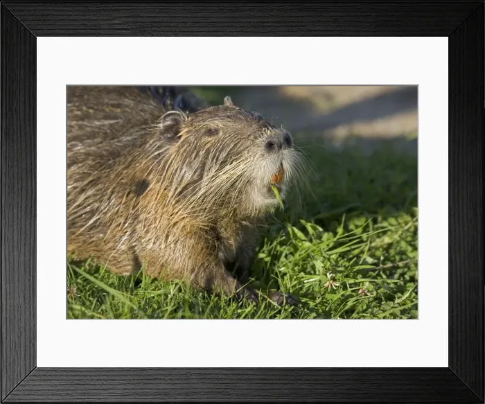 Framed Print : Head of Coypu feeding showing orange incisors and long whiskers; Myocaster coypus, lake near Les Bois du Bardelet, France Framed Print : Head of Coypu feeding showing orange incisors and long whiskers; Myocaster coypus, lake near Les Bois du Bardelet, France