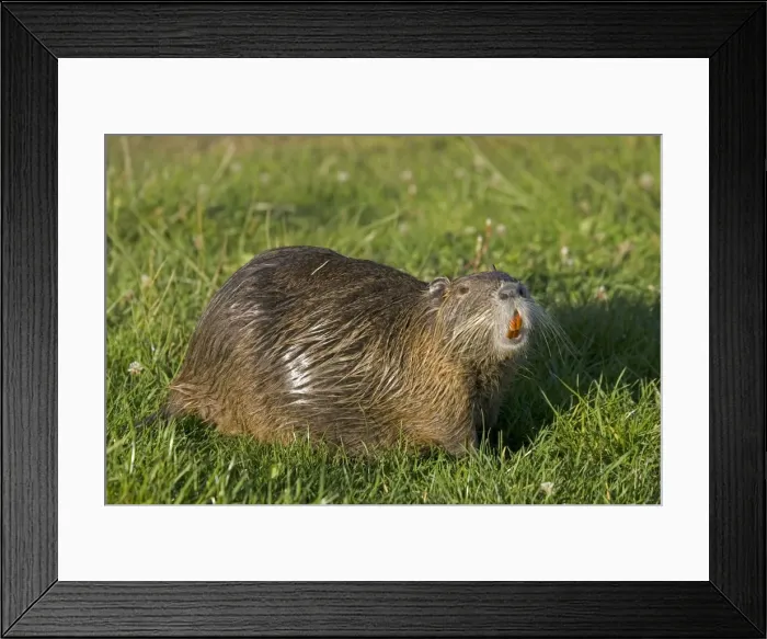 Framed Print : Coypu showing orange incisors and long whiskers, lake near Les Bois du Bardelet, France Framed Print : Coypu showing orange incisors and long whiskers, lake near Les Bois du Bardelet, France