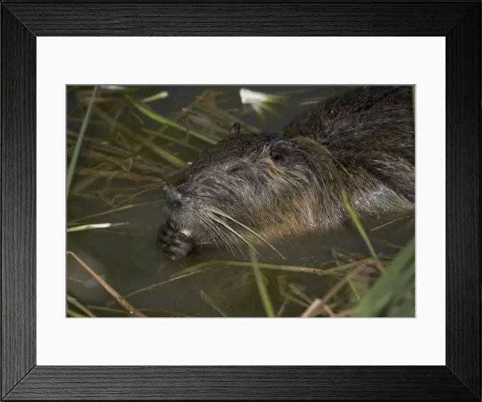 Framed Print : Close-up of Coypu feeding in reed bed, lake near Les Bois du Bardelet, France Framed Print : Close-up of Coypu feeding in reed bed, lake near Les Bois du Bardelet, France