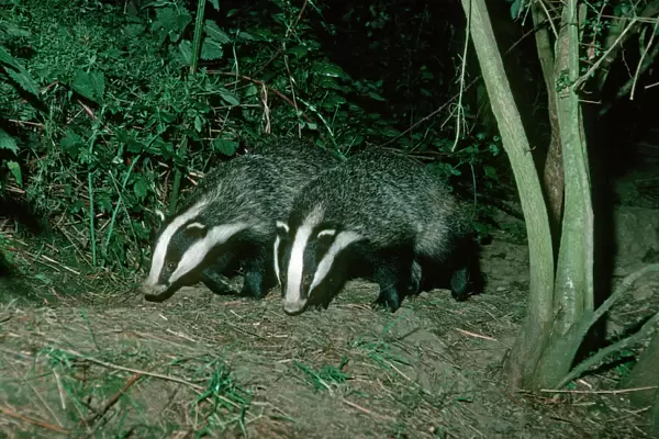 Two European badgers - leaving sett - Cotswolds UK