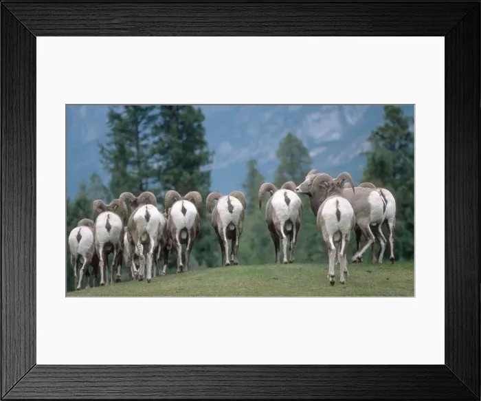 Framed Print : White backsides of flock of American bighorn sheep - Radium Hot Springs, Canada Framed Print : White backsides of flock of American bighorn sheep - Radium Hot Springs, Canada