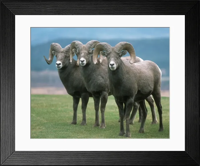 Framed Print : American bighorn sheep - Radium Hot Springs, Canada Framed Print : American bighorn sheep - Radium Hot Springs, Canada