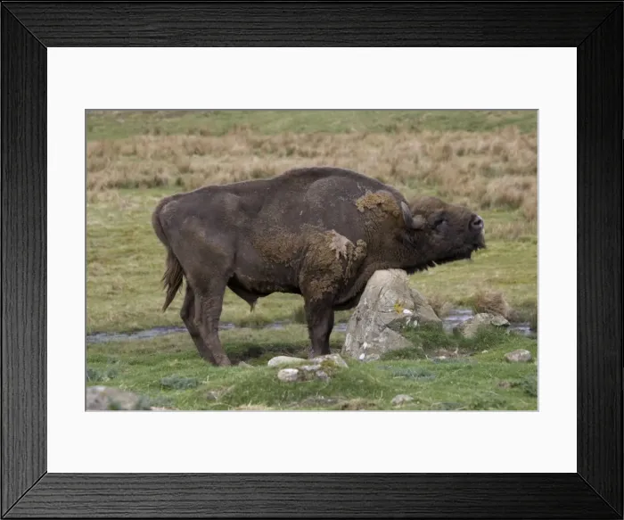 Framed Print : European Bison / Wisent scratching chest on rock Highland Wildlife Park, Scotland Framed Print : European Bison / Wisent scratching chest on rock Highland Wildlife Park, Scotland